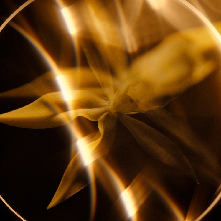 サブリマージュ ル ボーム N 50g