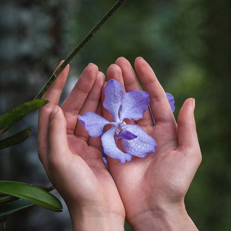 オーキデ アンペリアル ザ ロンジェビティ クリーム