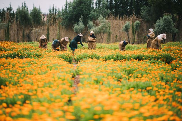 「ピュアショット」シリーズに使用されている植物原料を栽培しているモロッコのウリカ コミュニティ ガーデン