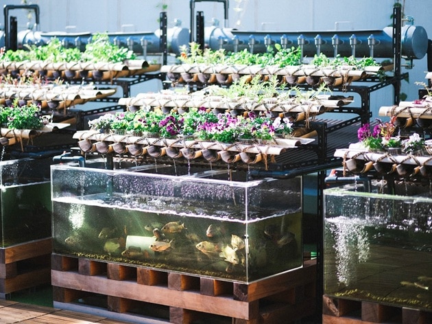 農業は通常の農園だけでなく「アクアポニックス(水産養殖と水耕栽培を組み合わせた循環型農業)」にも取り組まれているとのこと。「アクアポニックス」と出合ったきっかけを教えてください。